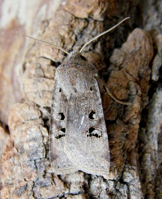 Conistra rubiginosa - szürke télibagoly