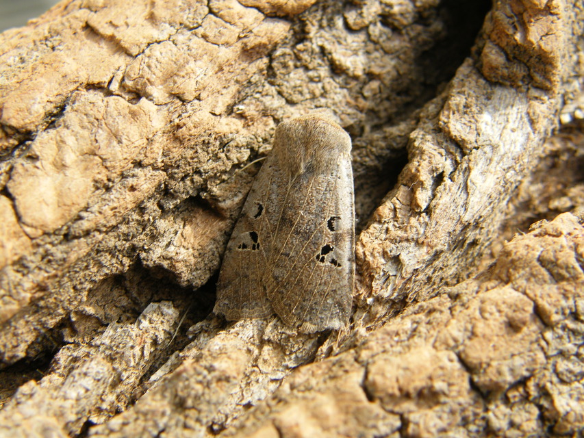 Conistra rubiginosa - szürke télibagoly