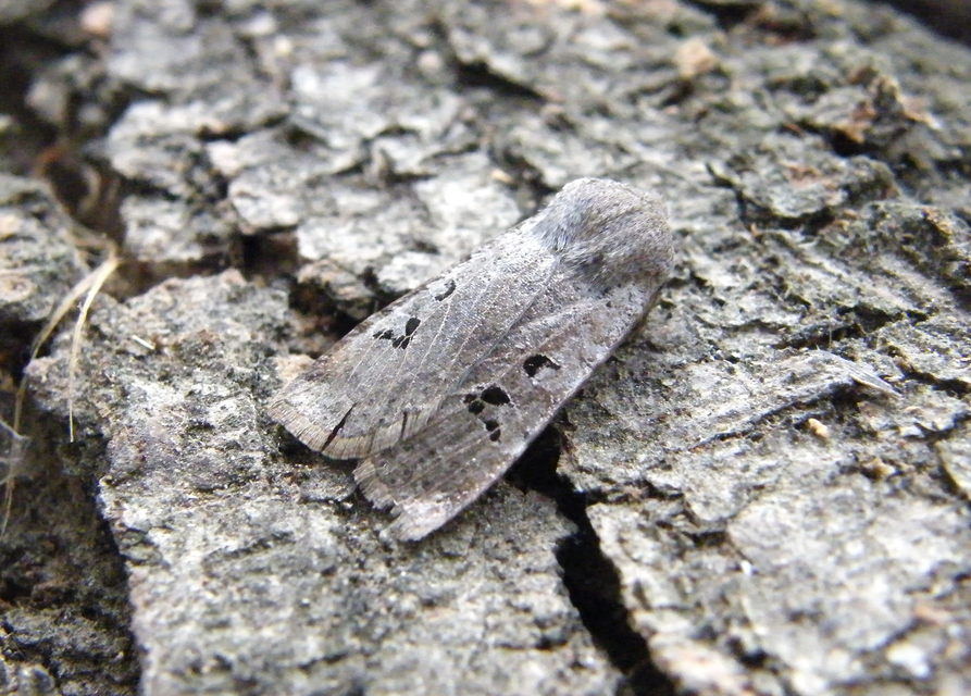 Conistra rubiginosa - szürke télibagoly
