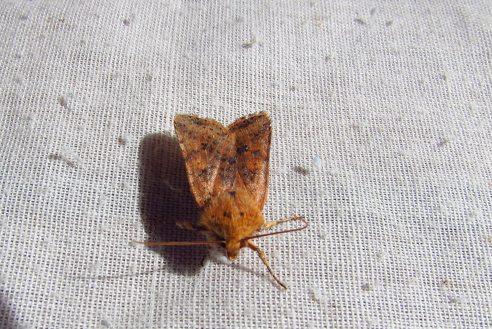 Conistra rubiginea - vörös őszibagoly
