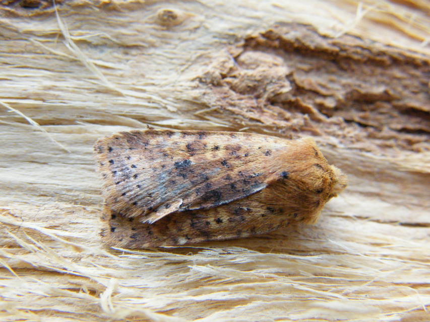Conistra rubiginea - vörös őszibagoly