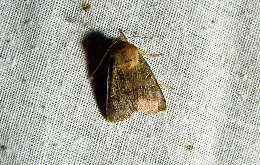 Anchoscelis nitida - rozsdabarna őszibagoly
