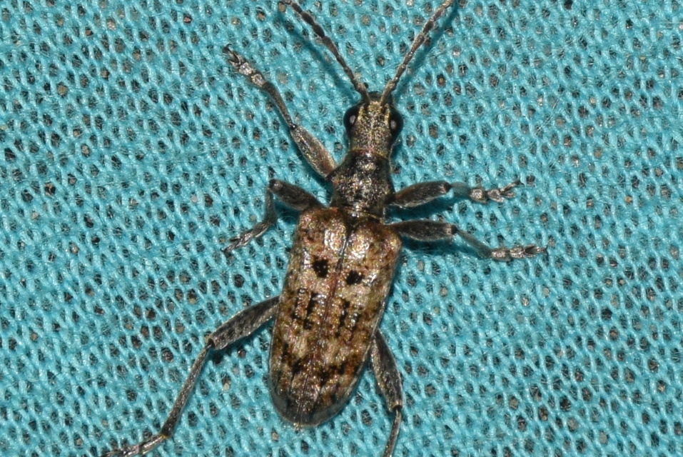 Rhagium inquisitor - fenyves-tövisescincér