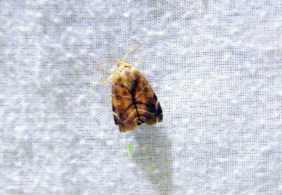Cosmia affinis - barna lombbagoly