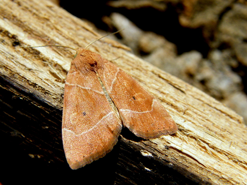 Cosmia trapezina - közönséges lombbagoly