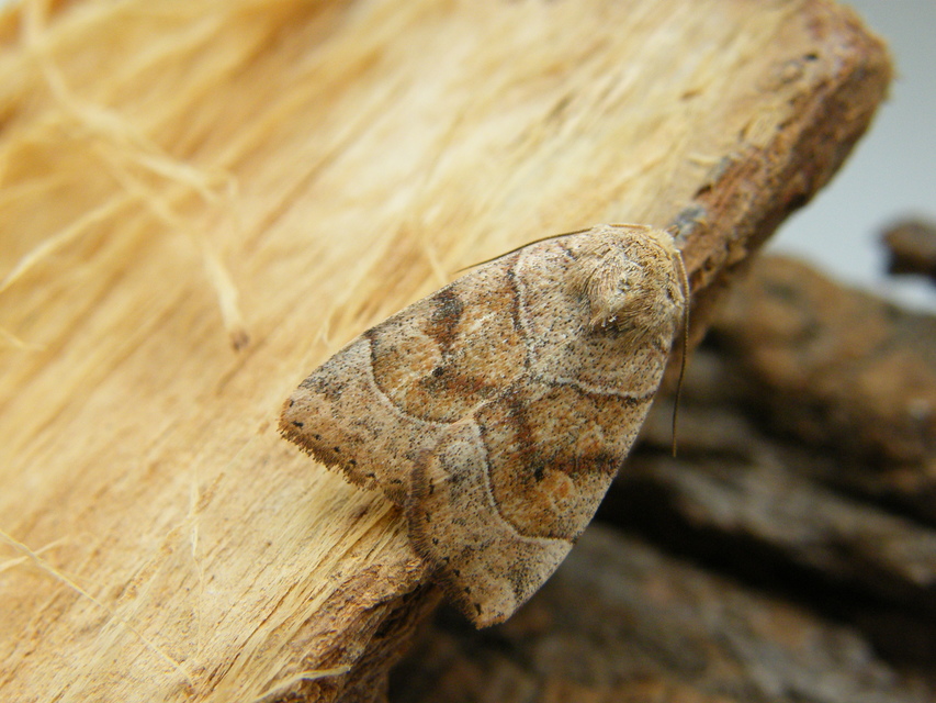 Cosmia trapezina - közönséges lombbagoly