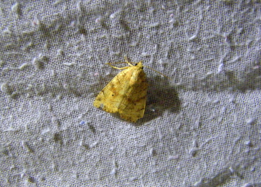 Cosmia trapezina - közönséges lombbagoly