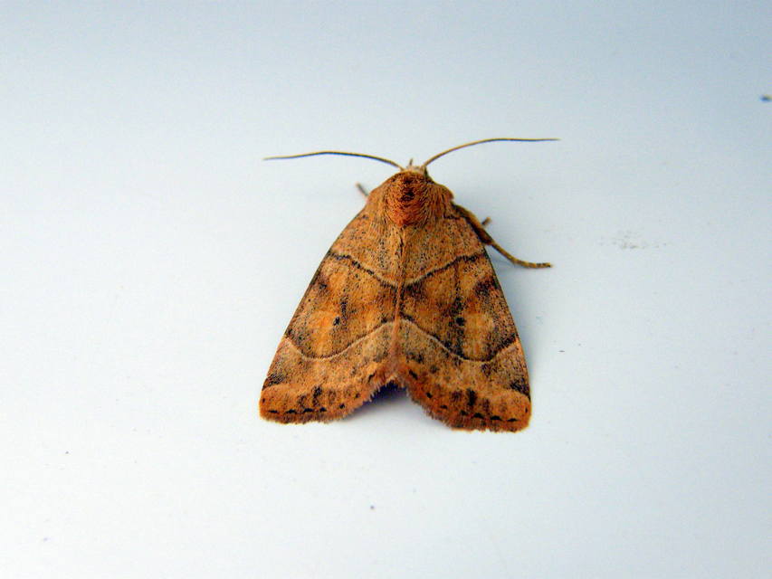 Cosmia trapezina - közönséges lombbagoly