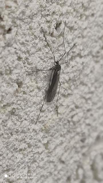 Trichocera