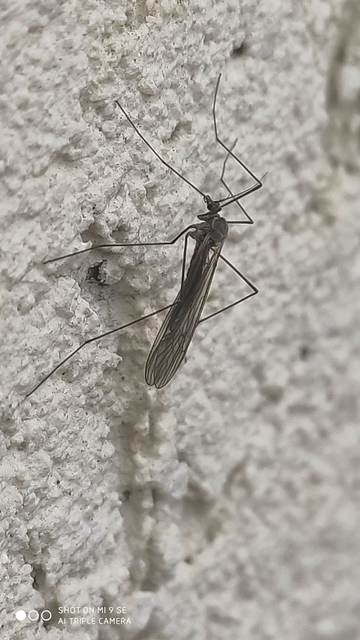 Trichocera