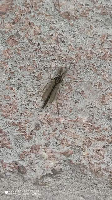 Chironomidae - árvaszúnyogok