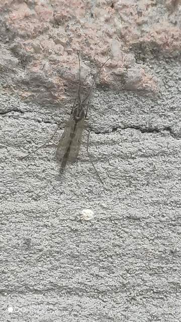 Chironomidae - árvaszúnyogok