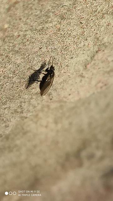 Phoridae - púposlégyfélék