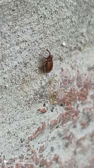 Dorytomus villosulus - sárgás hangormányos