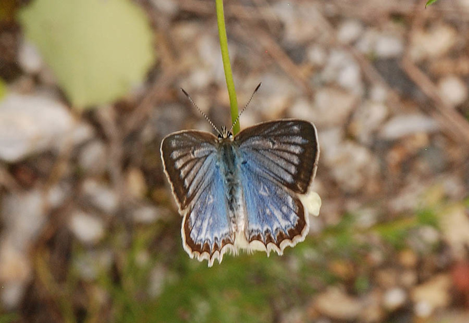 Polyommatus daphnis - csipkés boglárka