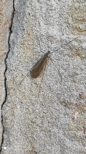 Trichocera