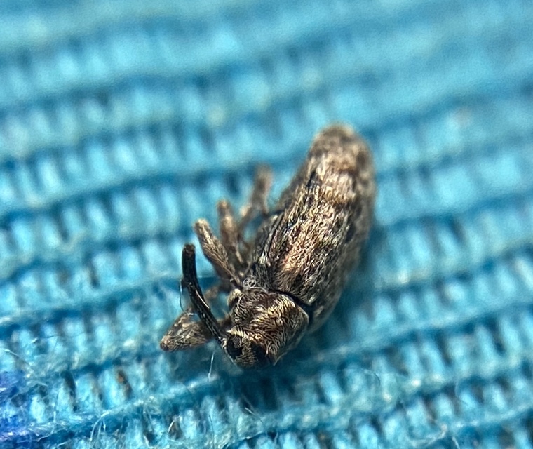 Dorytomus taeniatus - kecskefűz-hangormányos