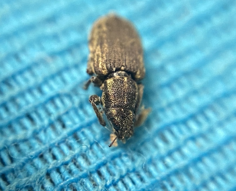 Sitona humeralis - lucerna-csipkézőbogár