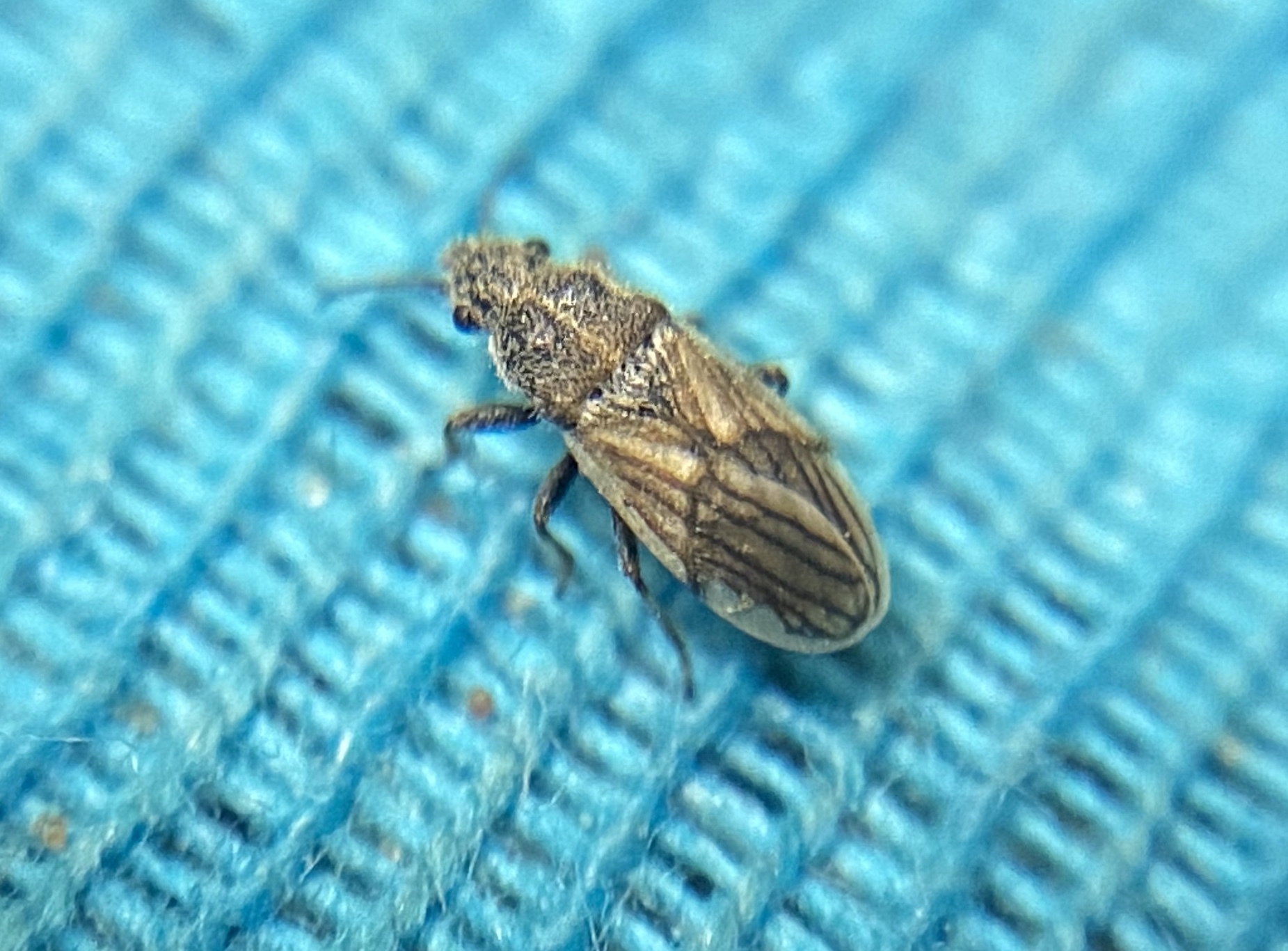 Camptotelus lineolatus - sávos bodobács