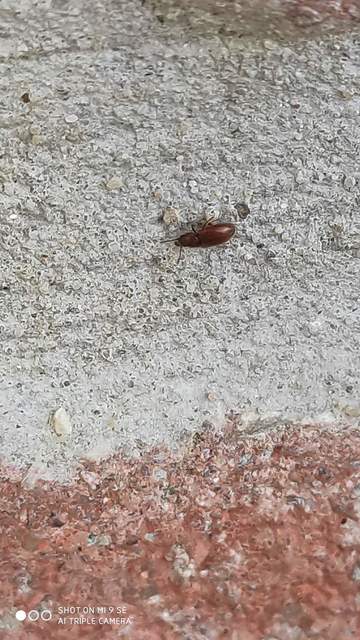Cryptophagidae - penészbogárfélék