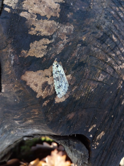 Griposia aprilina - őszi zöldbagoly