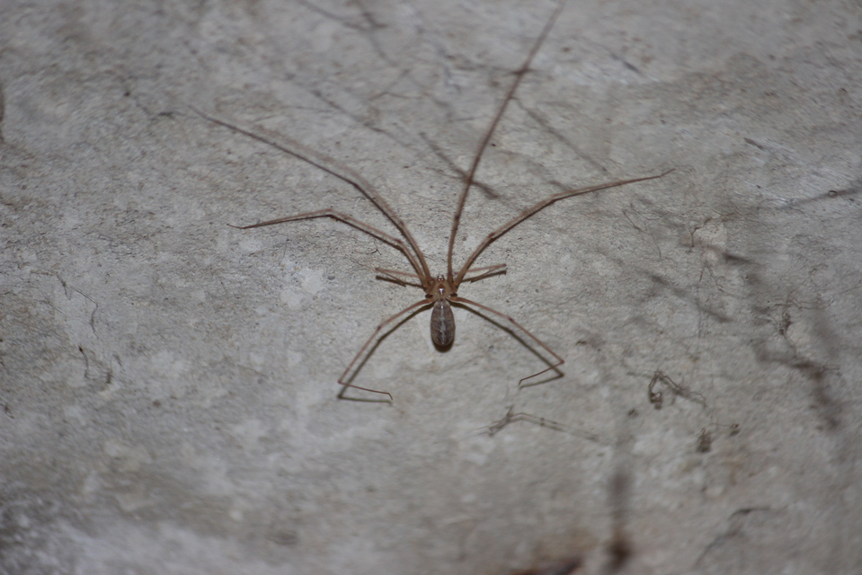 Pholcus phalangioides - nagy álkaszáspók Pholcus phalangioides - nagy álkaszáspók