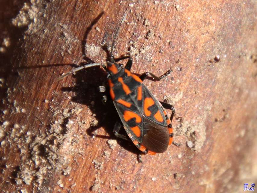 Spilostethus saxatilis - virágbodobács