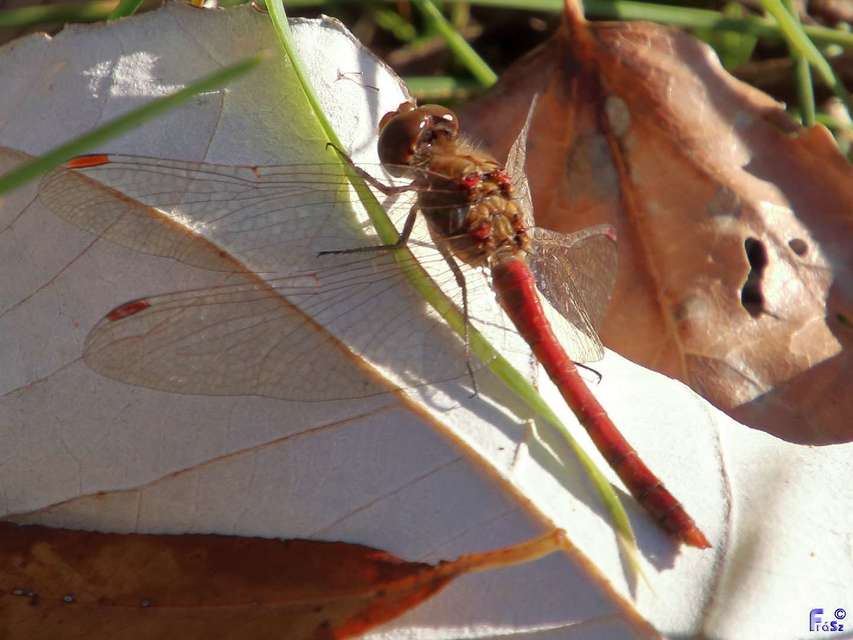 Sympetrum striolatum - harántsávos katona-szitakötő