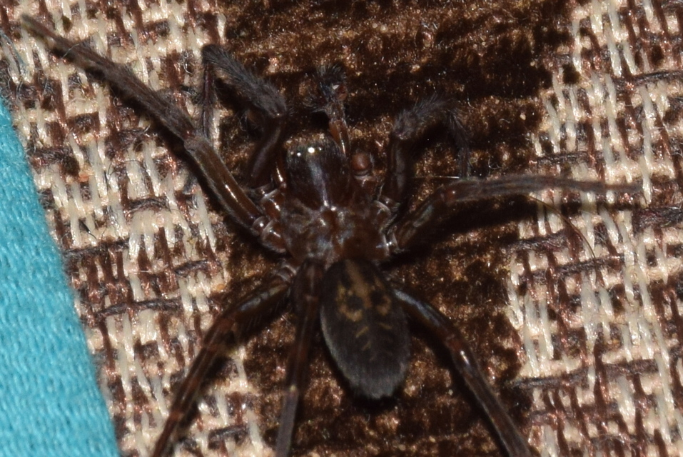 Amaurobius ferox - nagy eretnekpók