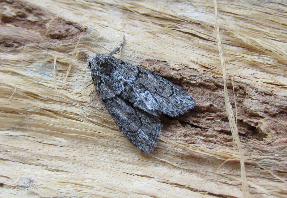 Cryphia fraudatricula - homoki zuzmóbagoly
