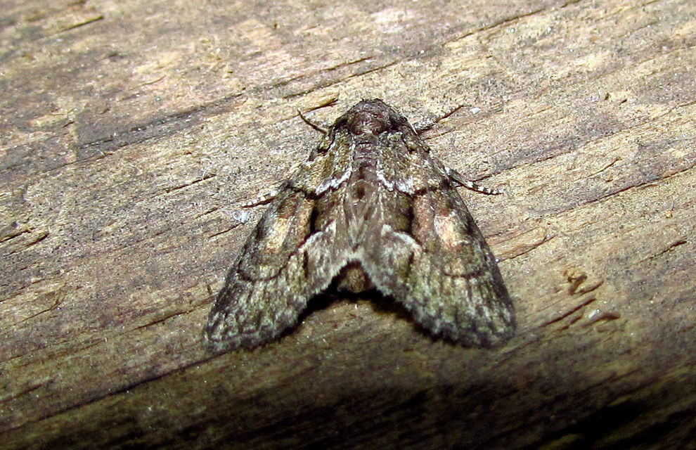 Cryphia fraudatricula - homoki zuzmóbagoly