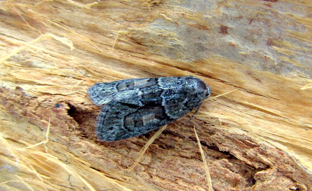 Cryphia fraudatricula - homoki zuzmóbagoly