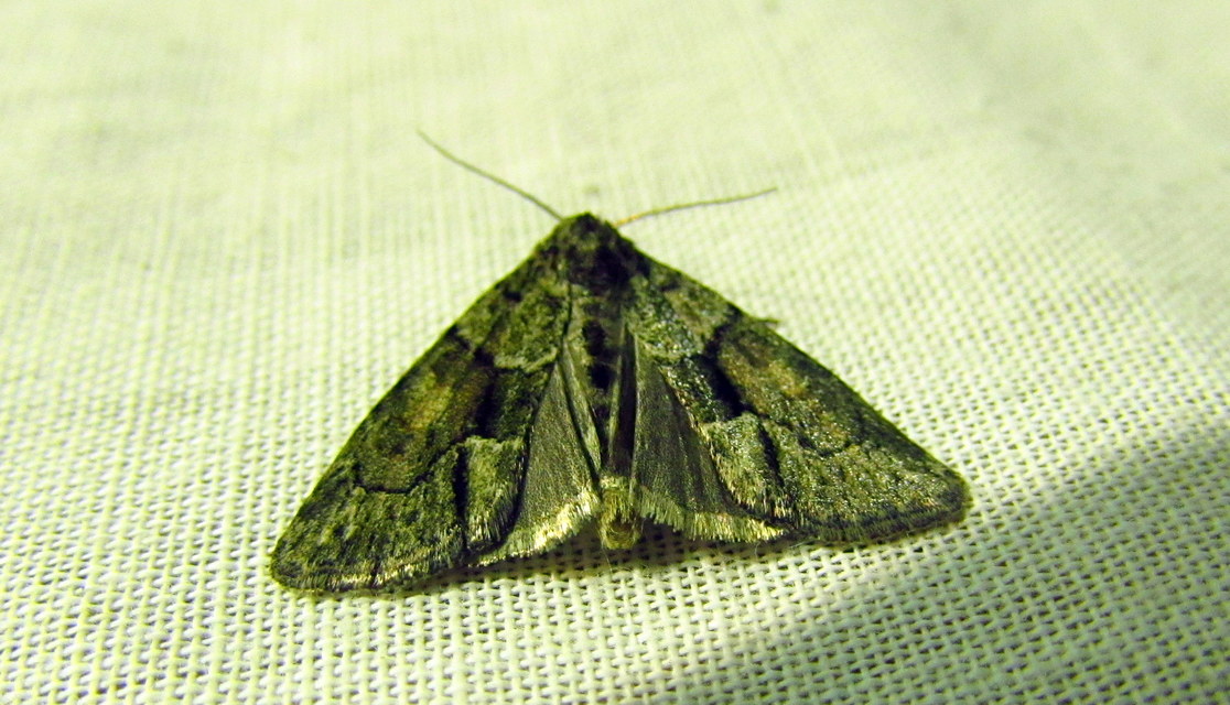 Cryphia fraudatricula - homoki zuzmóbagoly