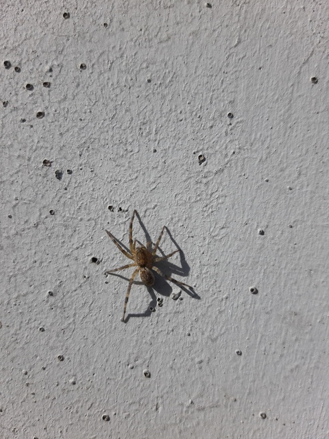 Geolycosa vultuosa - pokoli cselőpók