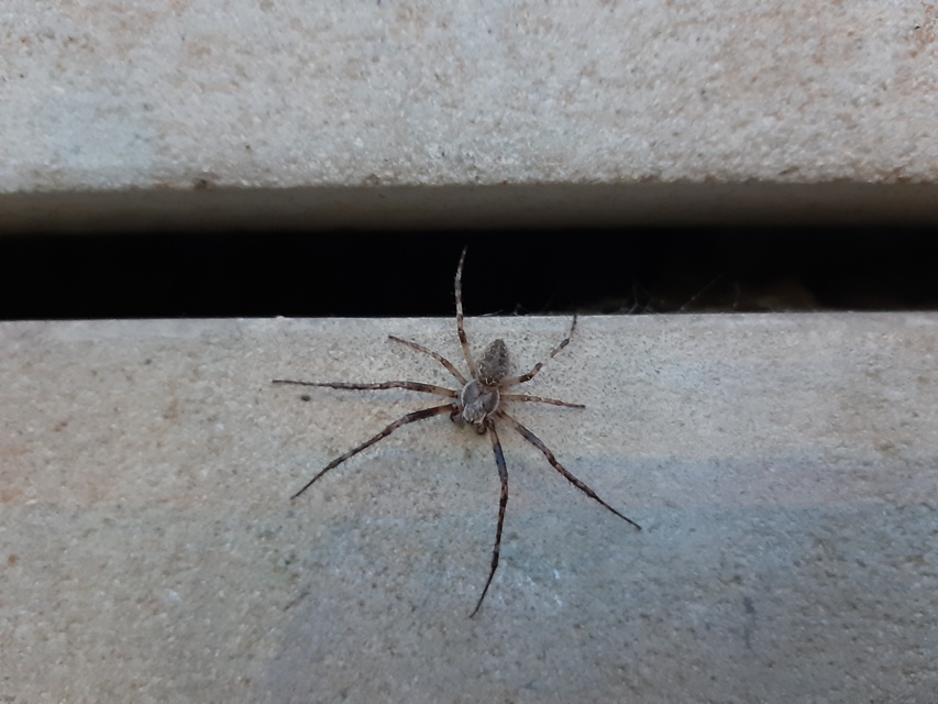Larinioides ixobolus - ereszalji keresztespók