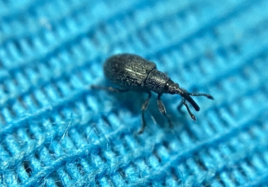 Diplapion confluens - vésetthomlokú cickányormányos