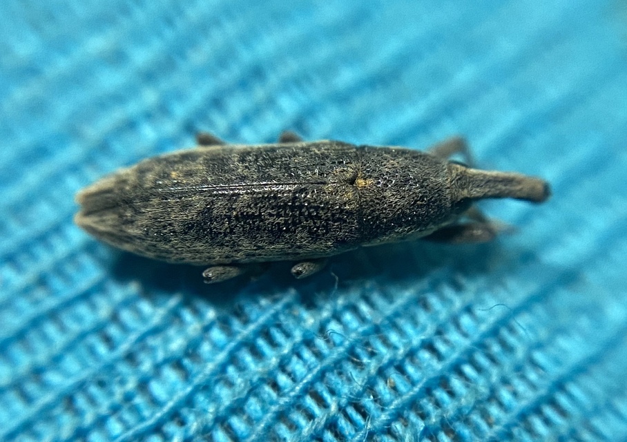 Lixus subtilis - disznóparéj-dudvabarkó