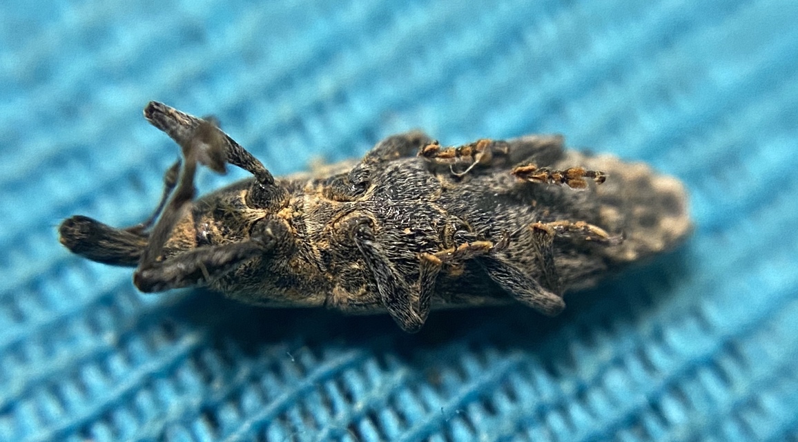 Lixus subtilis - disznóparéj-dudvabarkó