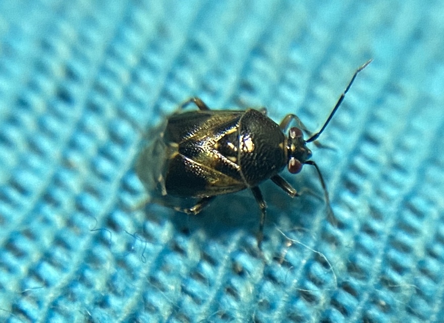 Deraeocoris punctulatus - hamvas mezeipoloska (Állathatározó)