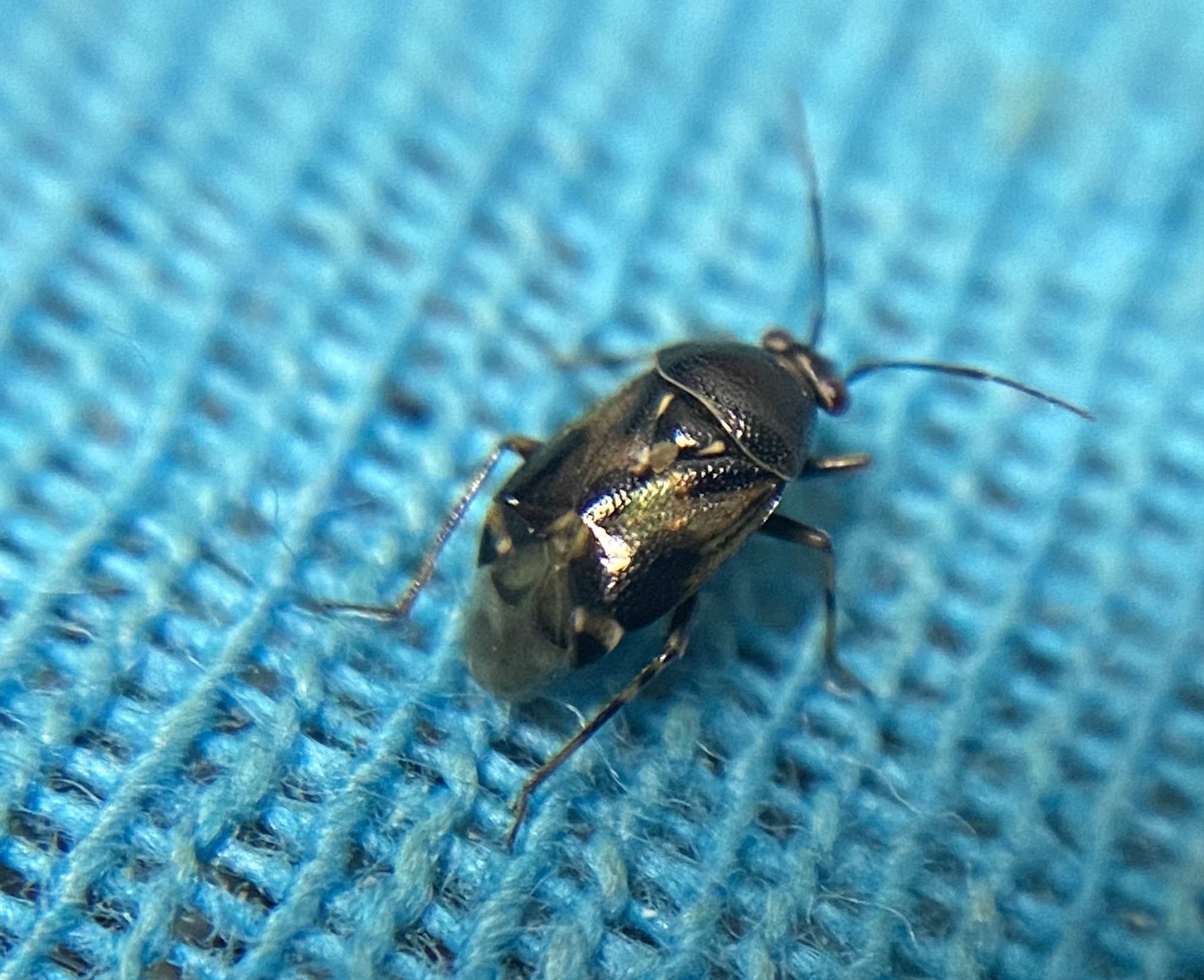 Deraeocoris punctulatus - hamvas mezeipoloska (Állathatározó)