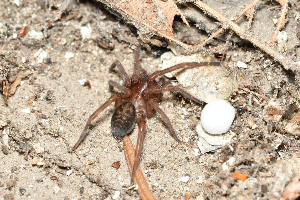Amaurobius ferox - nagy eretnekpók