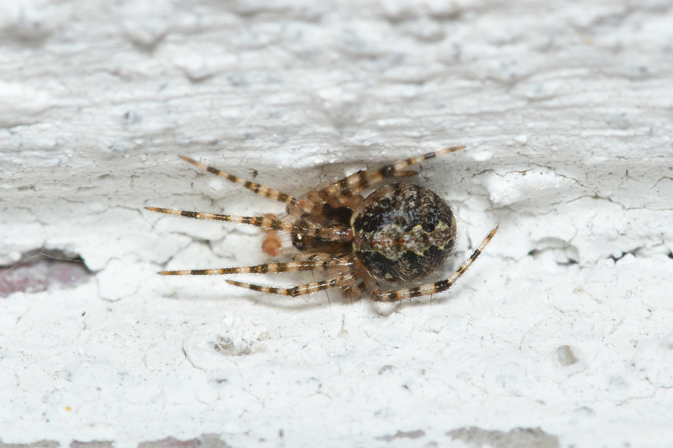 Theridion
