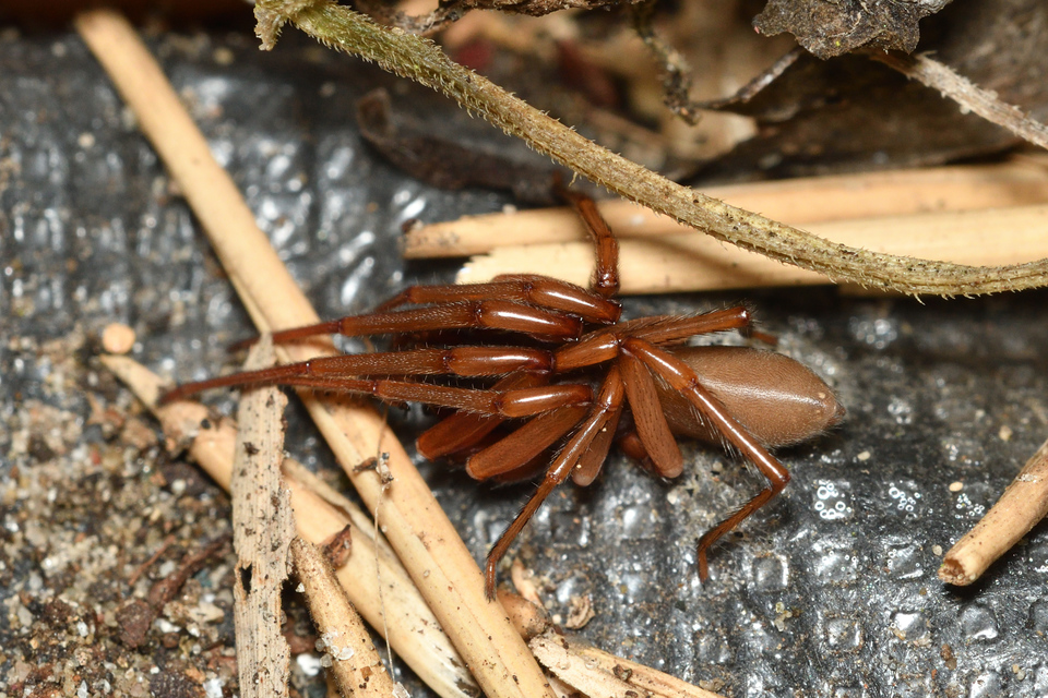 Dysderidae - fojtópókok