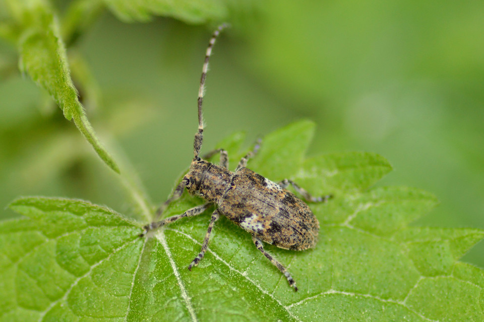 Mesosa nebulosa - ködfoltos cincér