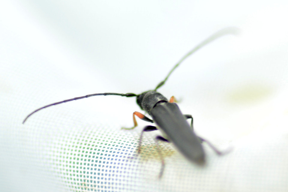 Phytoecia cylindrica - medvelapucincér