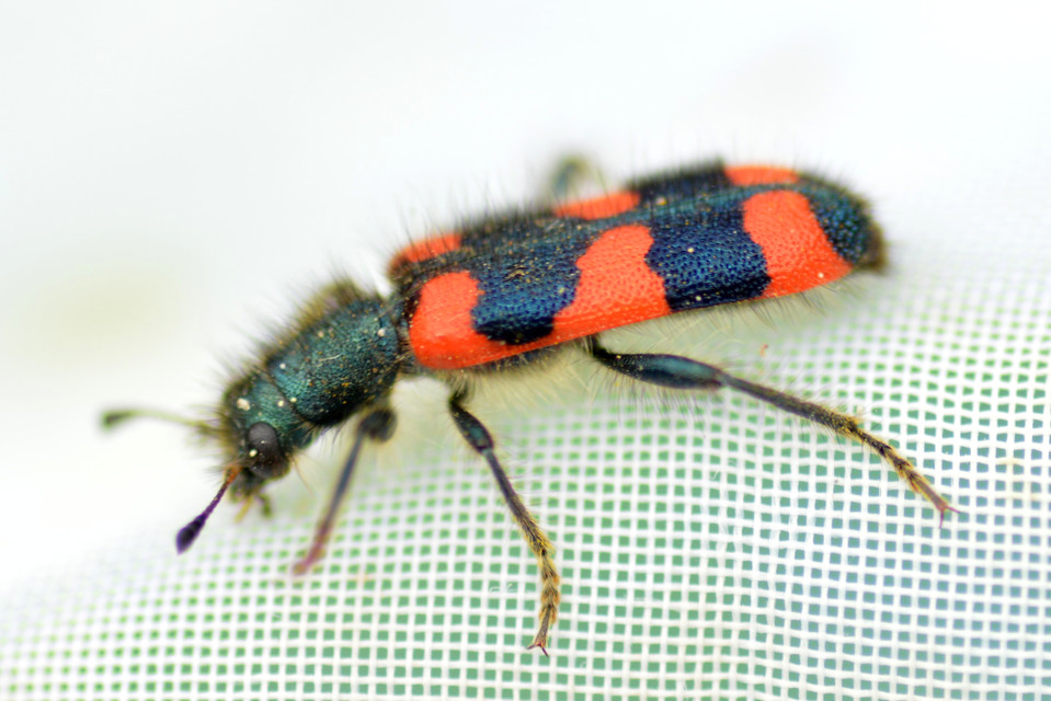 Trichodes favarius - hatfoltos méhészbogár