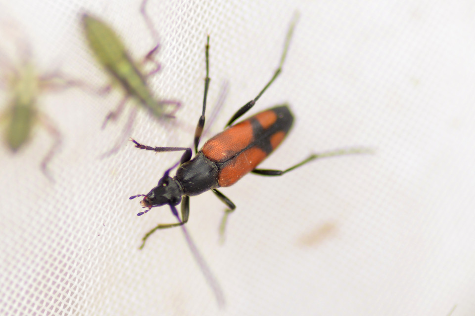 Stenurella bifasciata - kétöves karcsúcincér