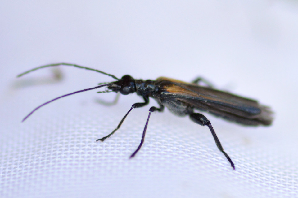 Oedemera pthysica - feketeszegélyű álcincér Oedemera pthysica - feketeszegélyű álcincér
