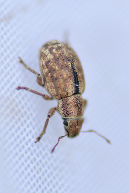 Strophosoma melanogrammum - feketejegyes ormányos