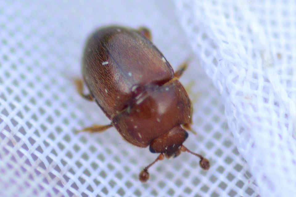 Pocadius Pocadius